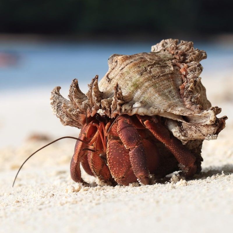A hermit crab is crawling on a sandy beach