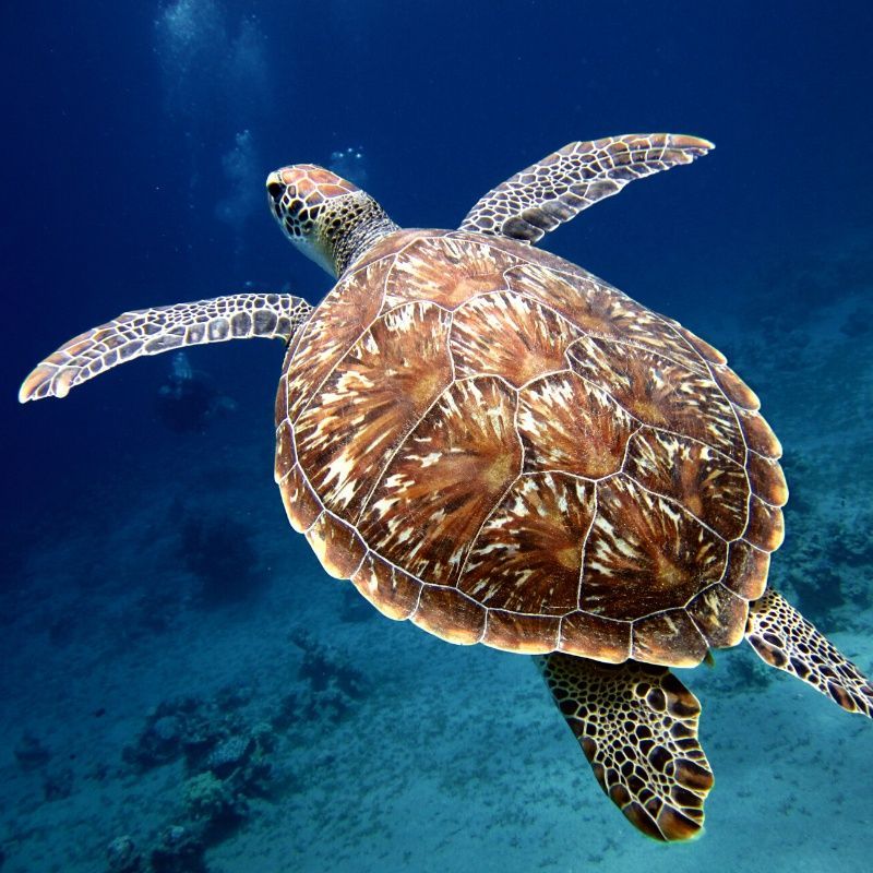 A sea turtle is swimming in the ocean
