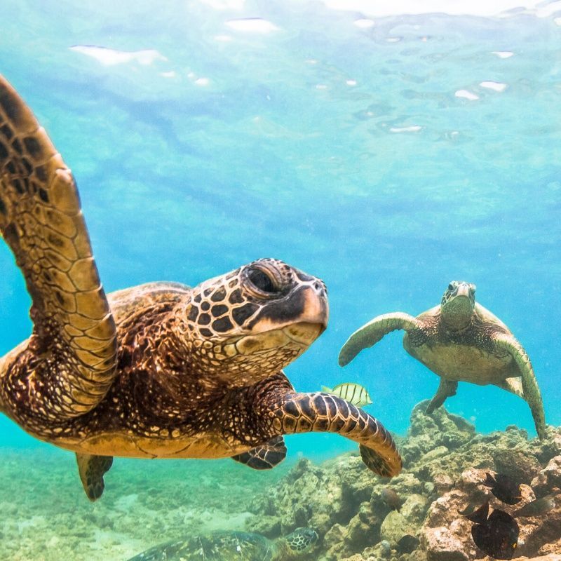 Two sea turtles are swimming together in the ocean