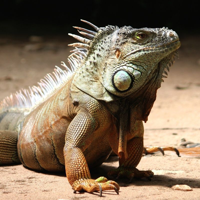 A lizard is sitting on the ground and looking at the camera