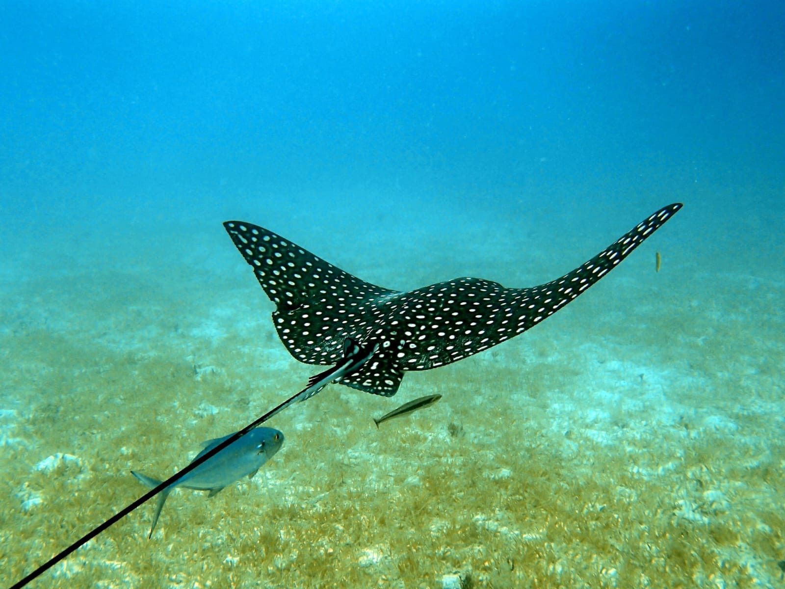 spotted eagle ray snorkeling on St John