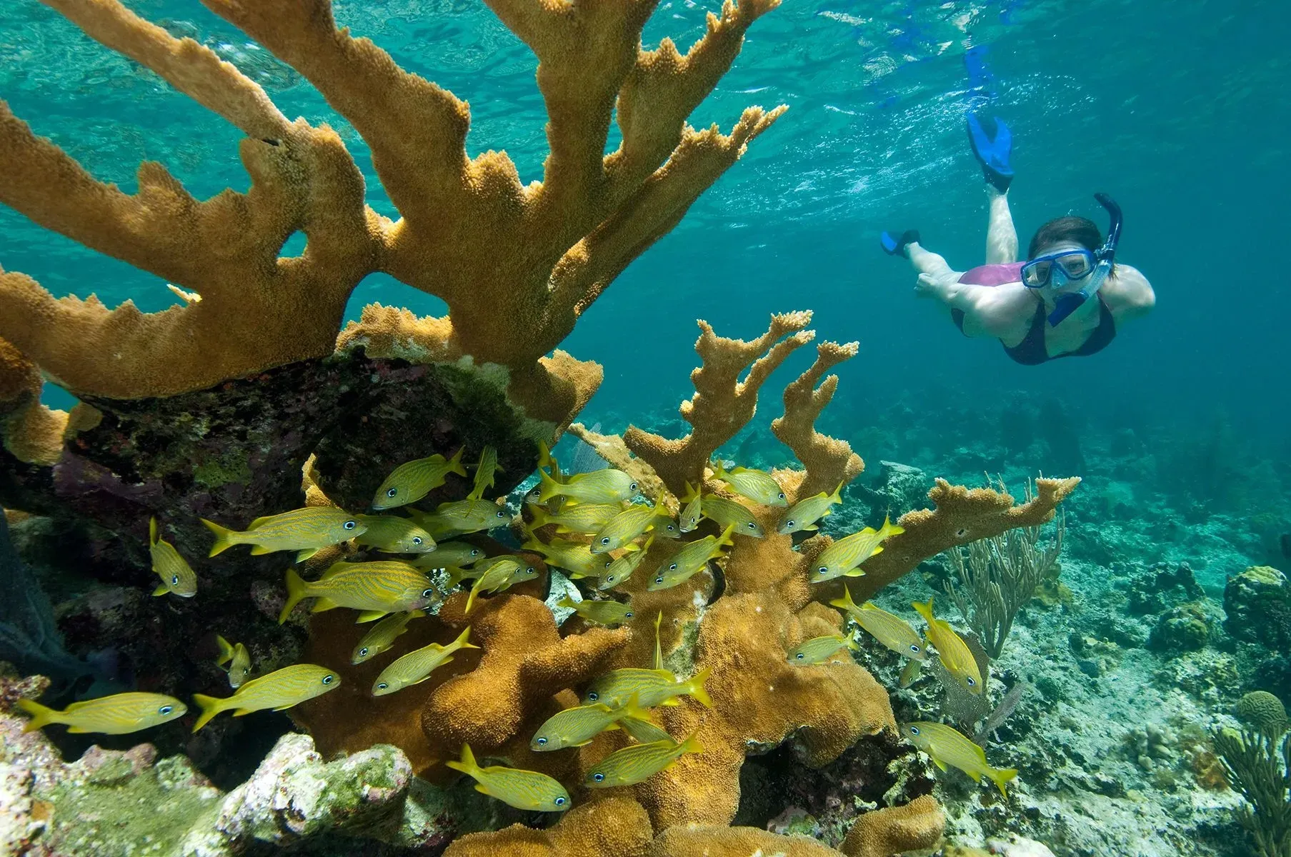 A woman is swimming in the ocean near a coral reef