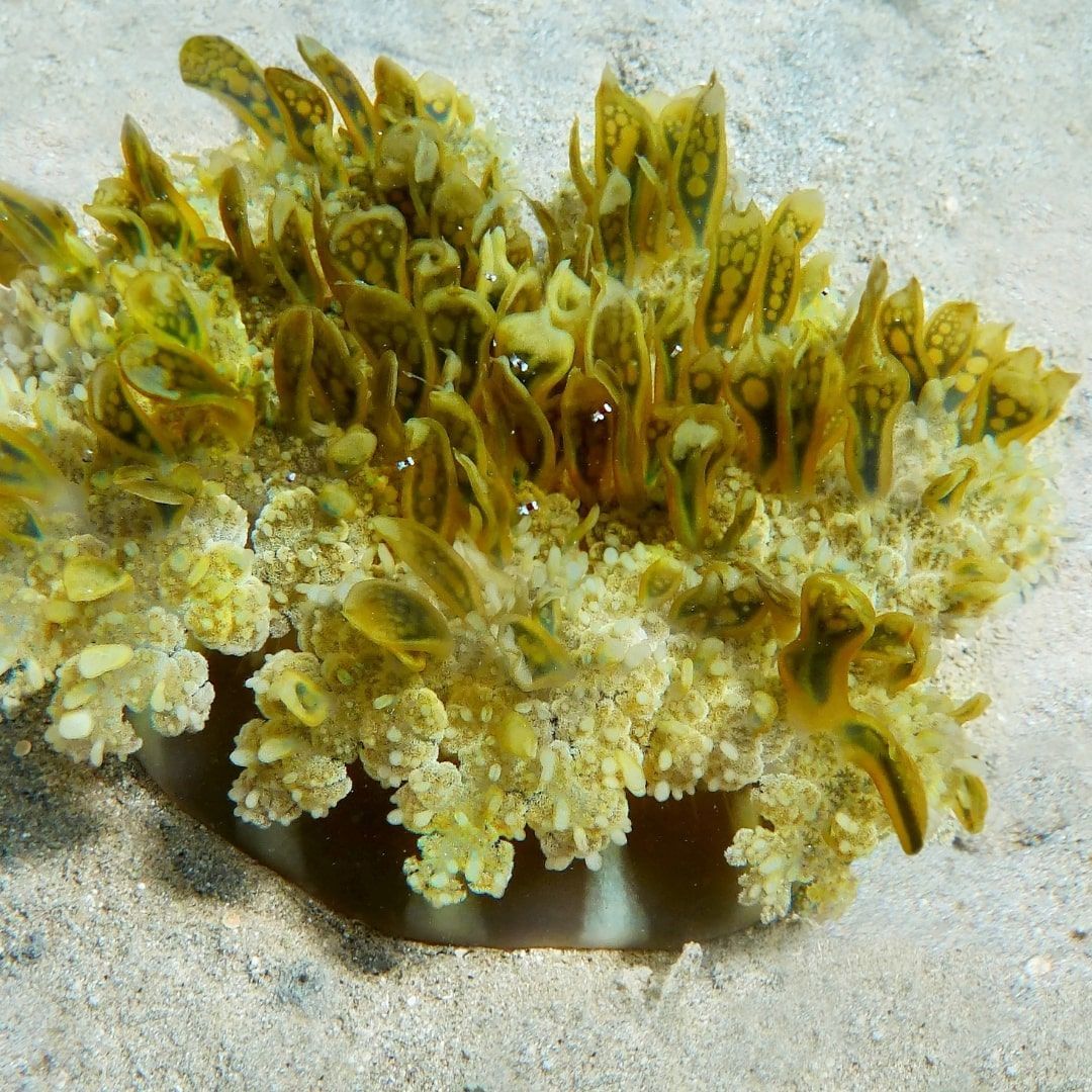 A close up of a sea anemone in the sand