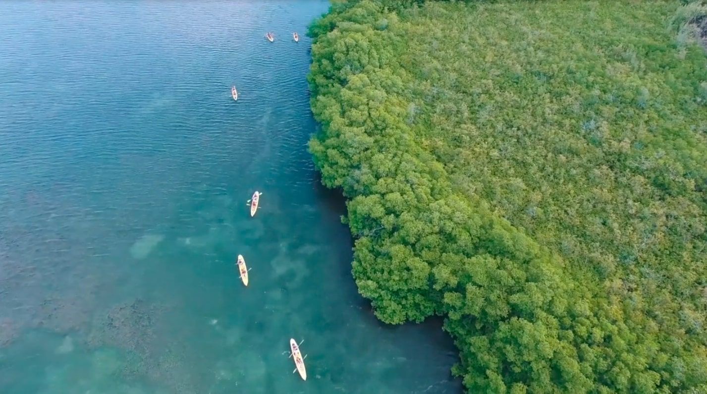 An aerial view of a mangrove forest with kayaks in the water.