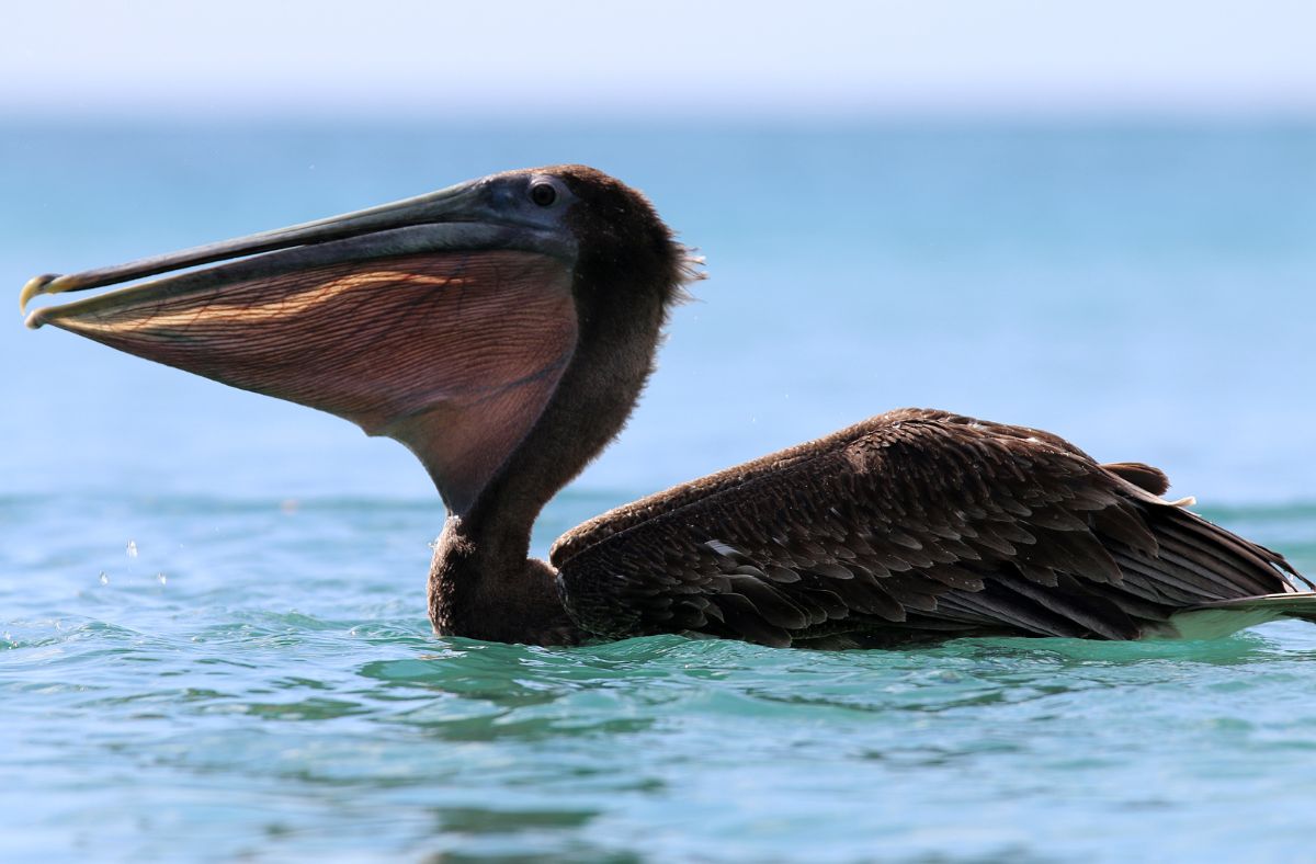 pelicans of the USVI