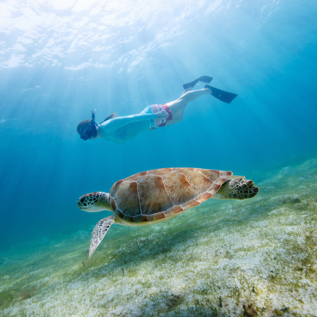 sea turtle snorkel tours usvi