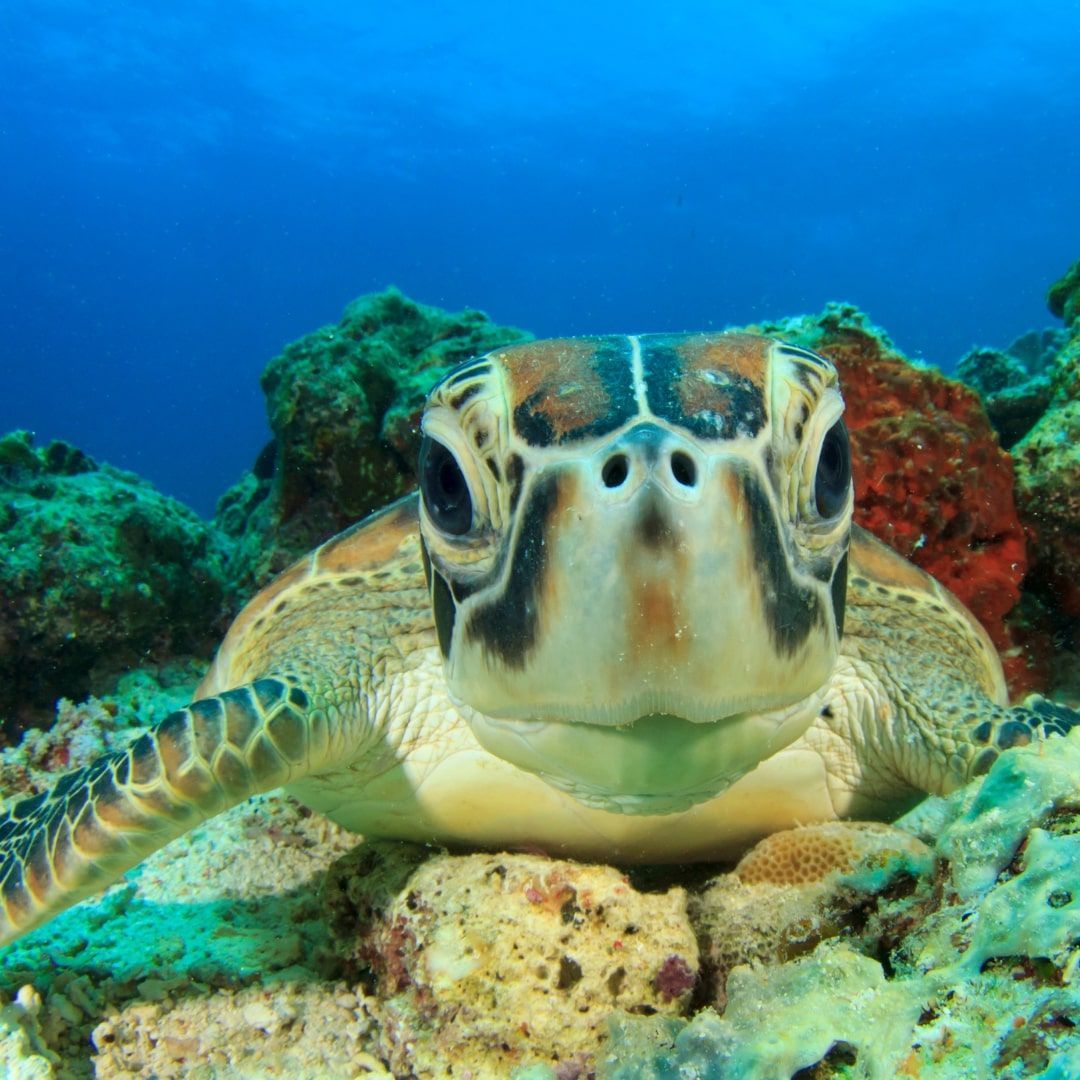 A sea turtle is sitting on a rock in the ocean and looking at the camera.