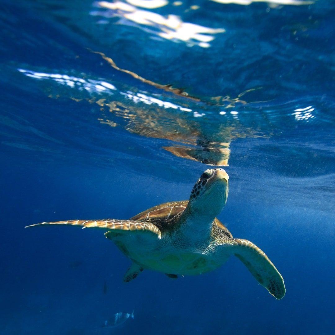 A green sea turtle is swimming in the ocean