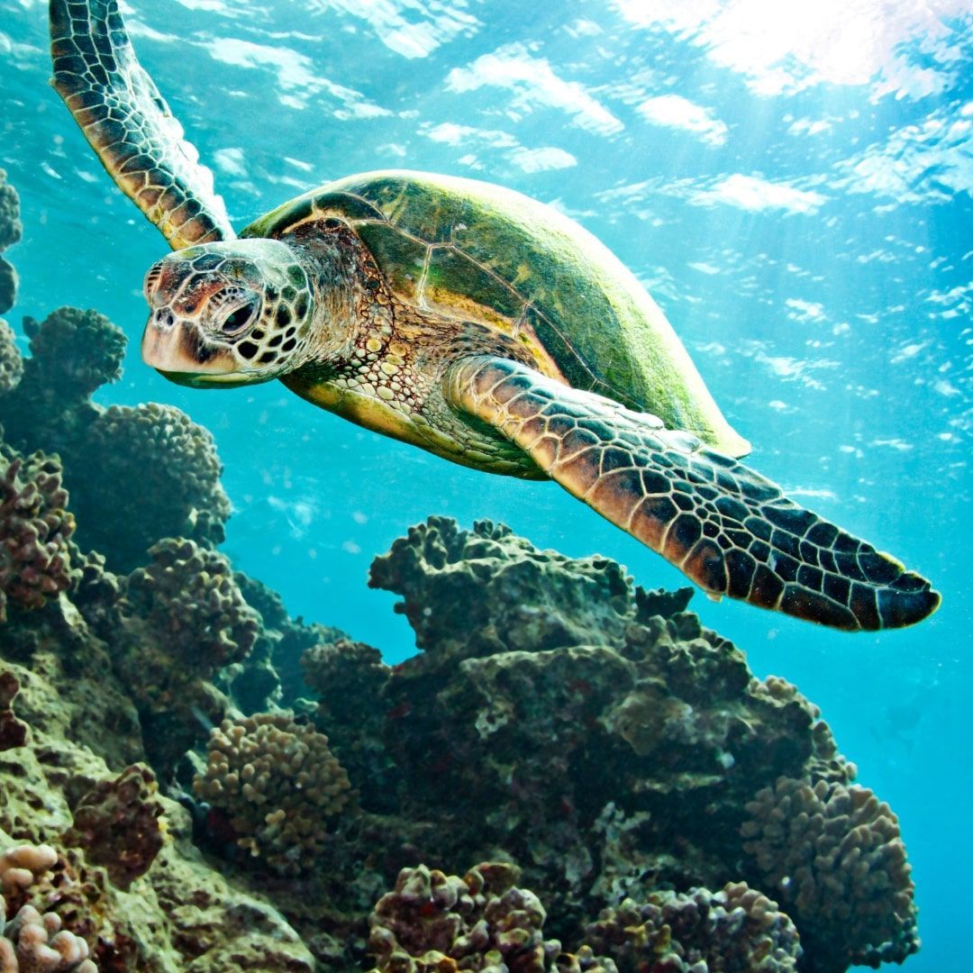 A sea turtle is swimming over a coral reef