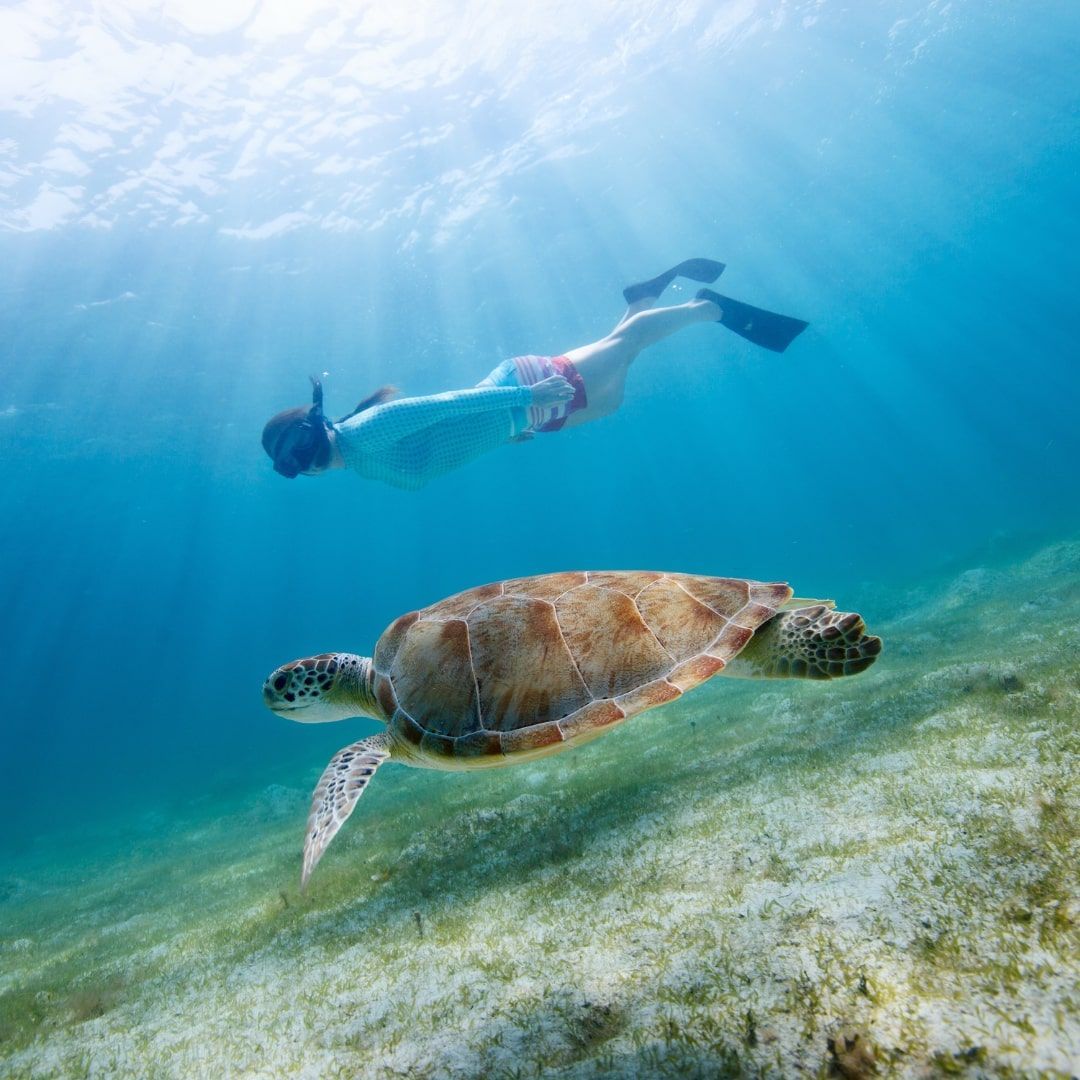 A person is swimming next to a sea turtle in the ocean.