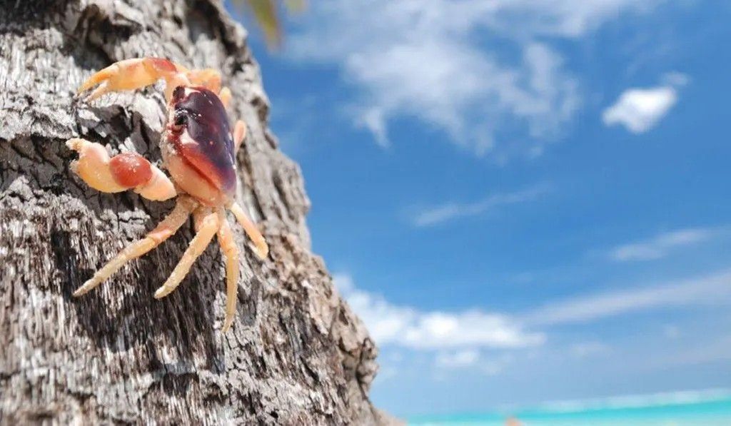 A crab is climbing a tree on a beach.