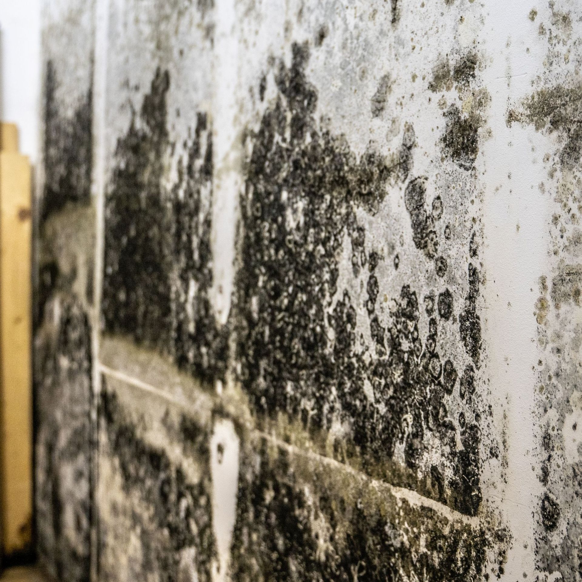 Mold Remediation Inc -A close up of a wall with black mold on it.