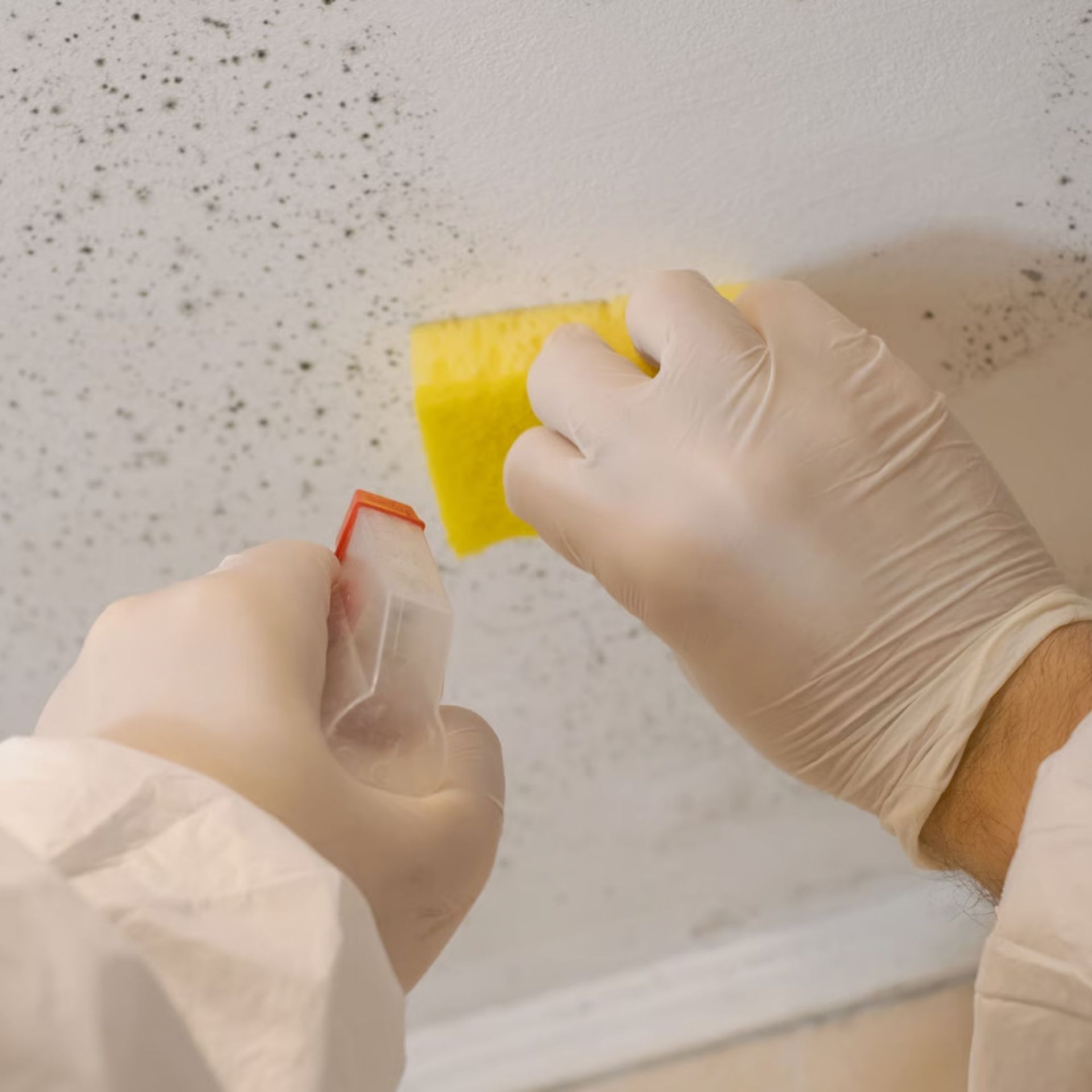 Mold Remediation Inc -A person wearing gloves is holding a spray bottle and a yellow sponge.