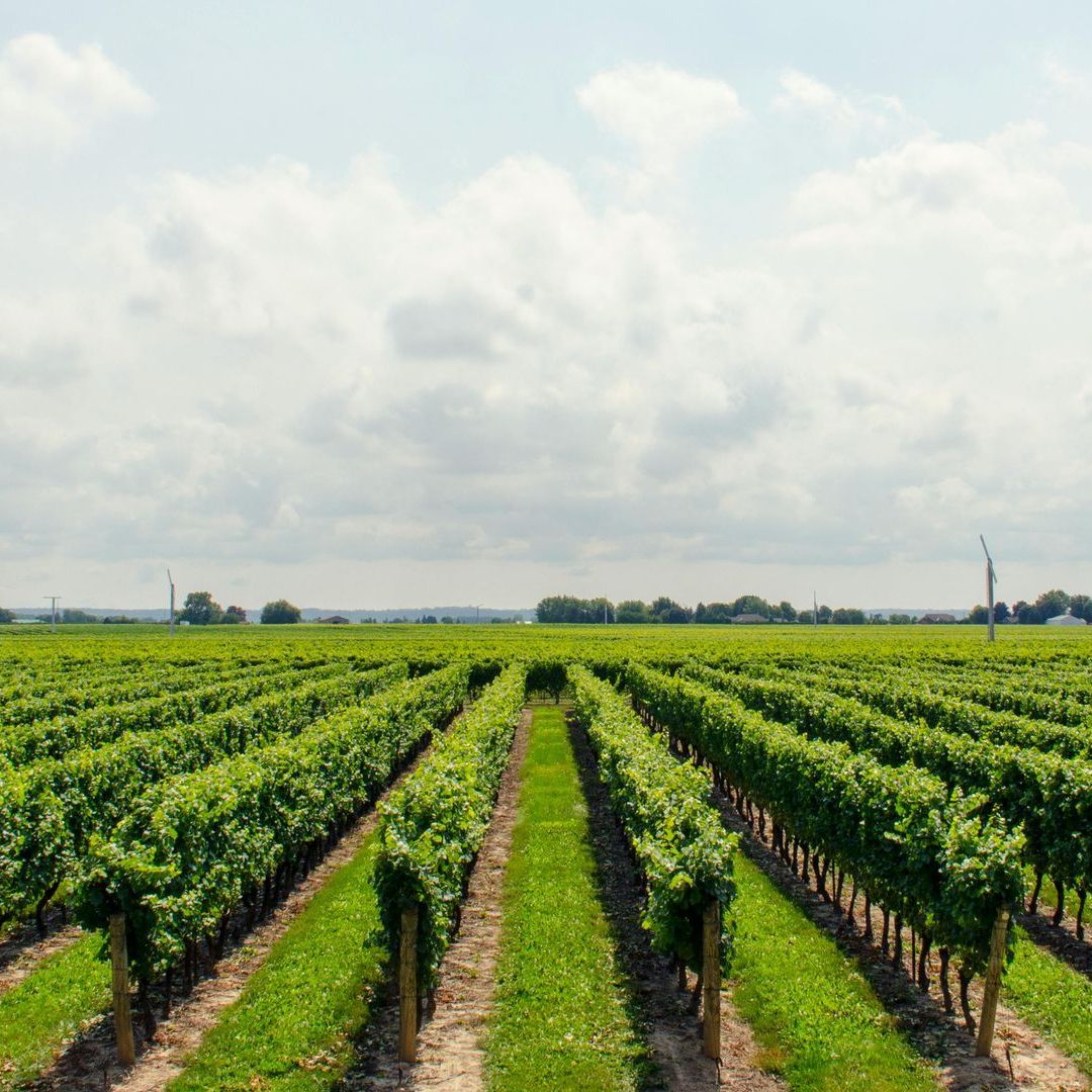 Rows of vines are growing in a field on a sunny day.