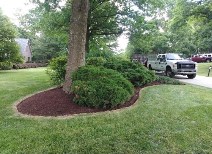 Suburban front yard with a large tree, shrubs, and a white pickup truck parked by the street