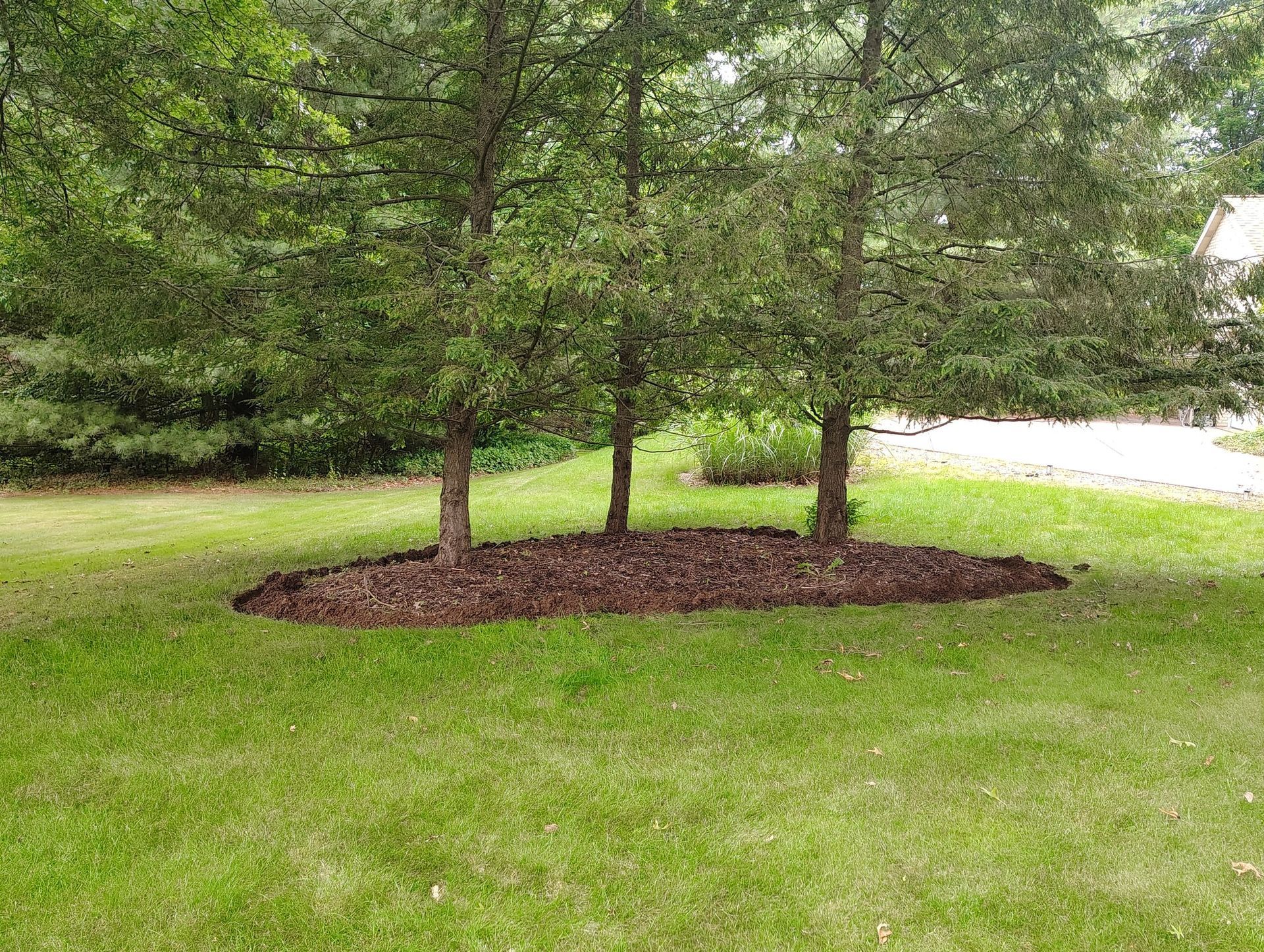 Two small trees in a grassy yard with a mulched ring around their bases