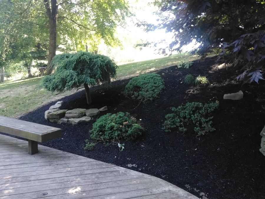 Wooded garden bed with shrubs and rocks beside a wooden walkway in dappled sunlight