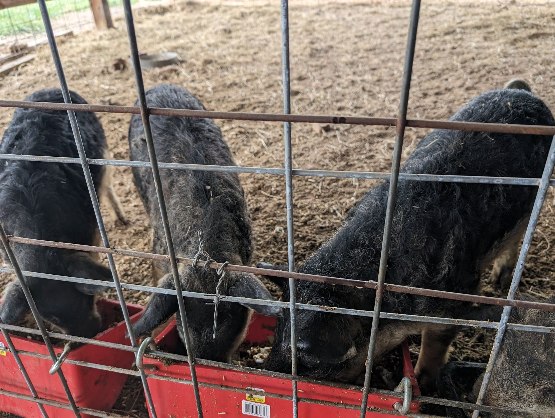 Three black pigs eating from a red feeder behind a metal fence, in a pen.