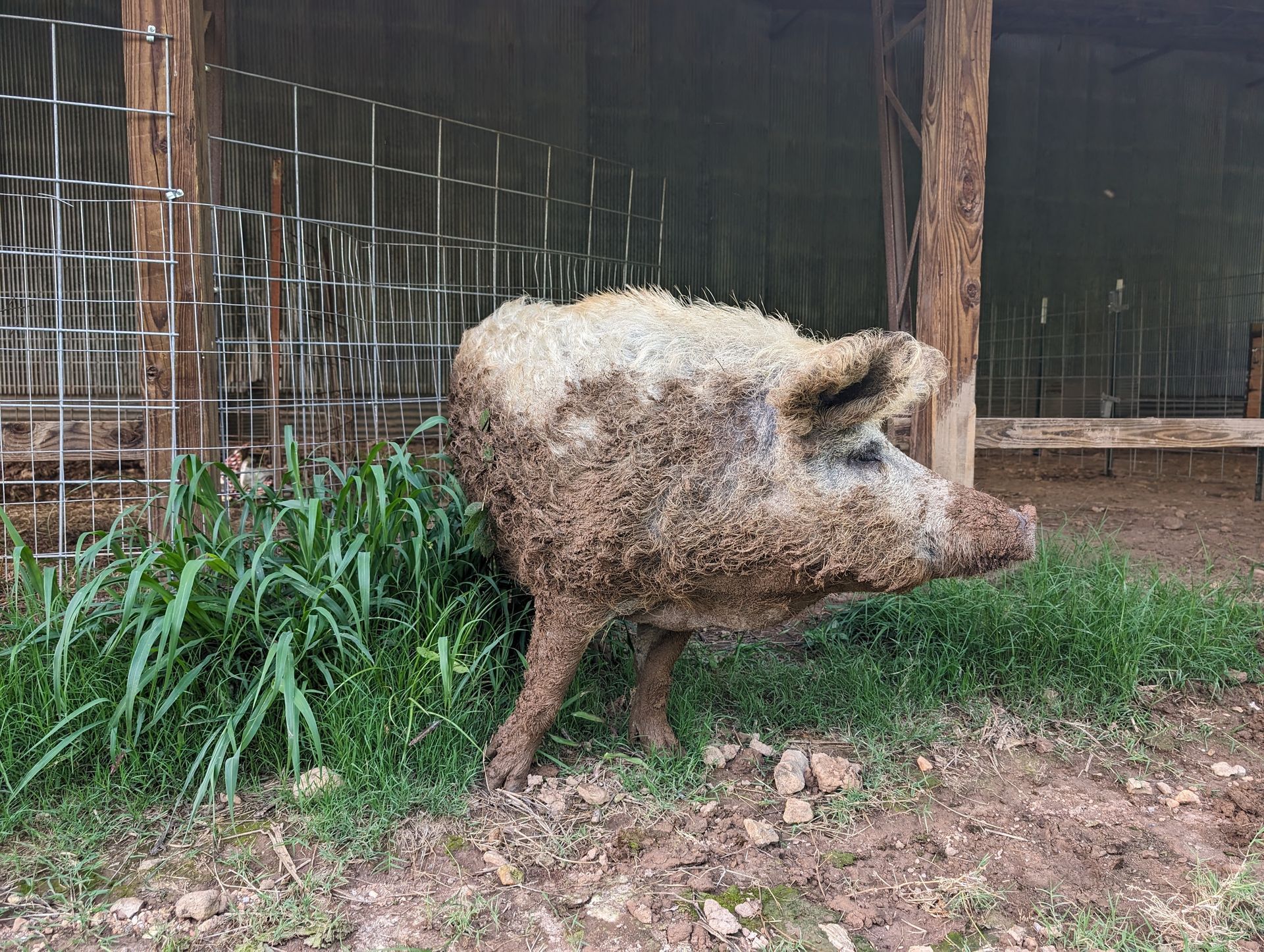 Mud-covered Mangalitsa pig stands near green grass, in a fenced pen with a shed.