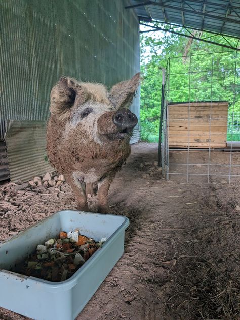 Mud-covered pig standing near a container of food inside a barn. Wooden structure and greenery in the background.
