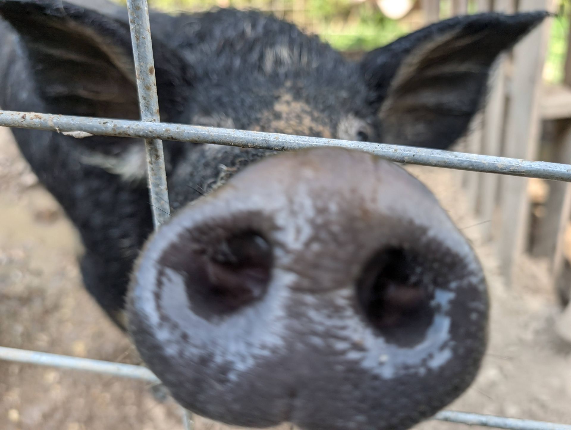 Black pig with wet snout sniffs through a wire fence.