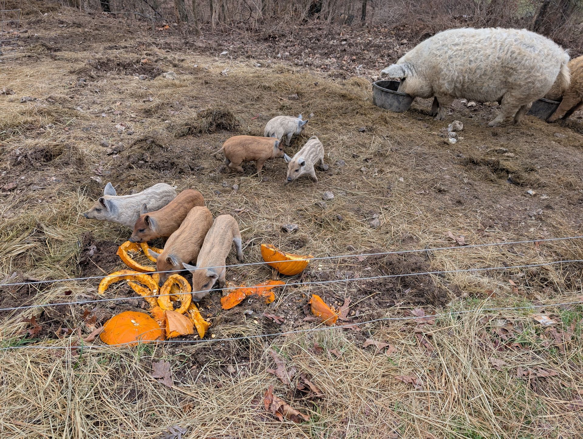 Pigs eating pumpkin scraps in a brown field. A large, woolly pig stands nearby.