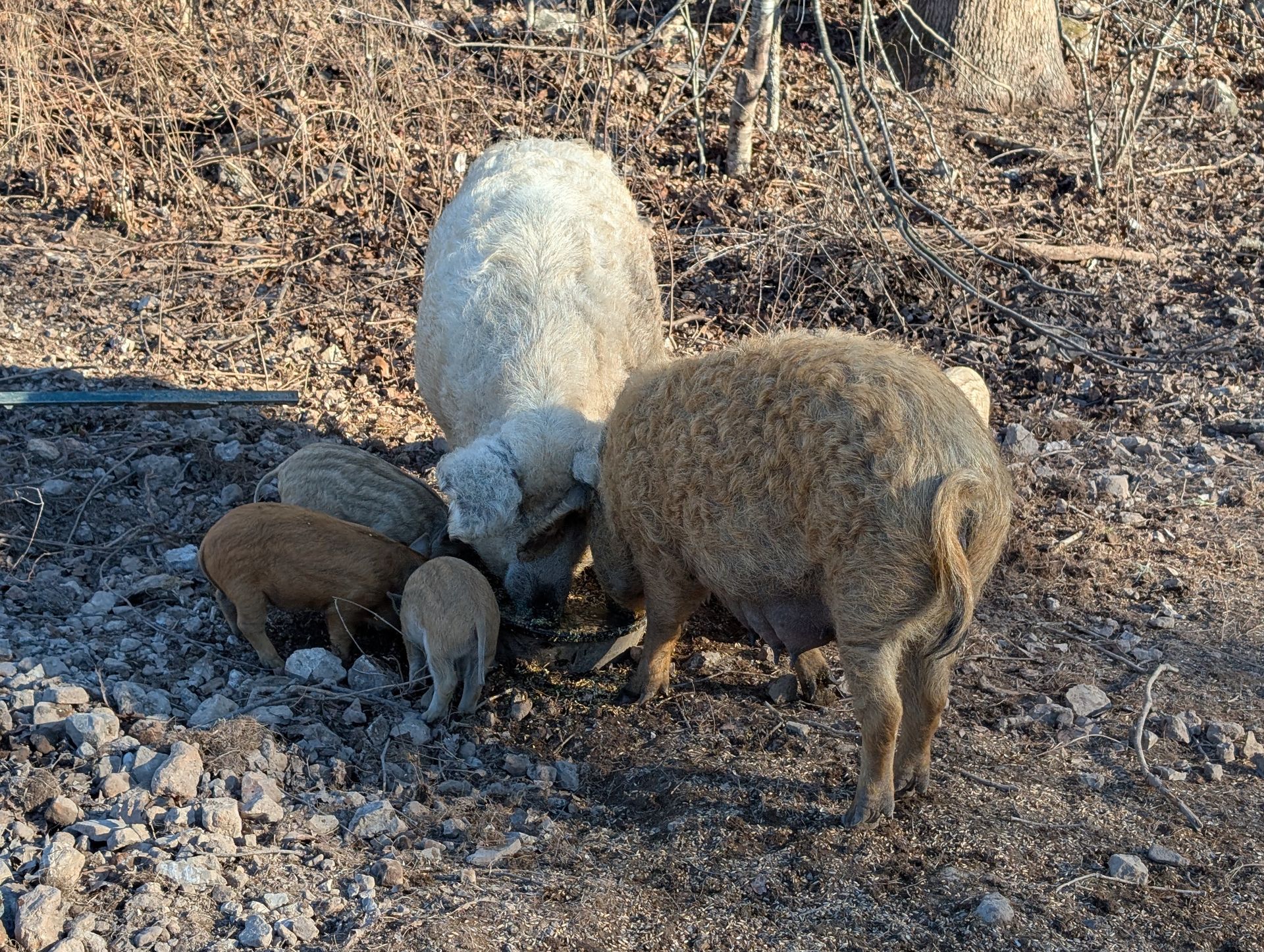 A group of curly-haired pigs, of various colors, eating on the ground.
