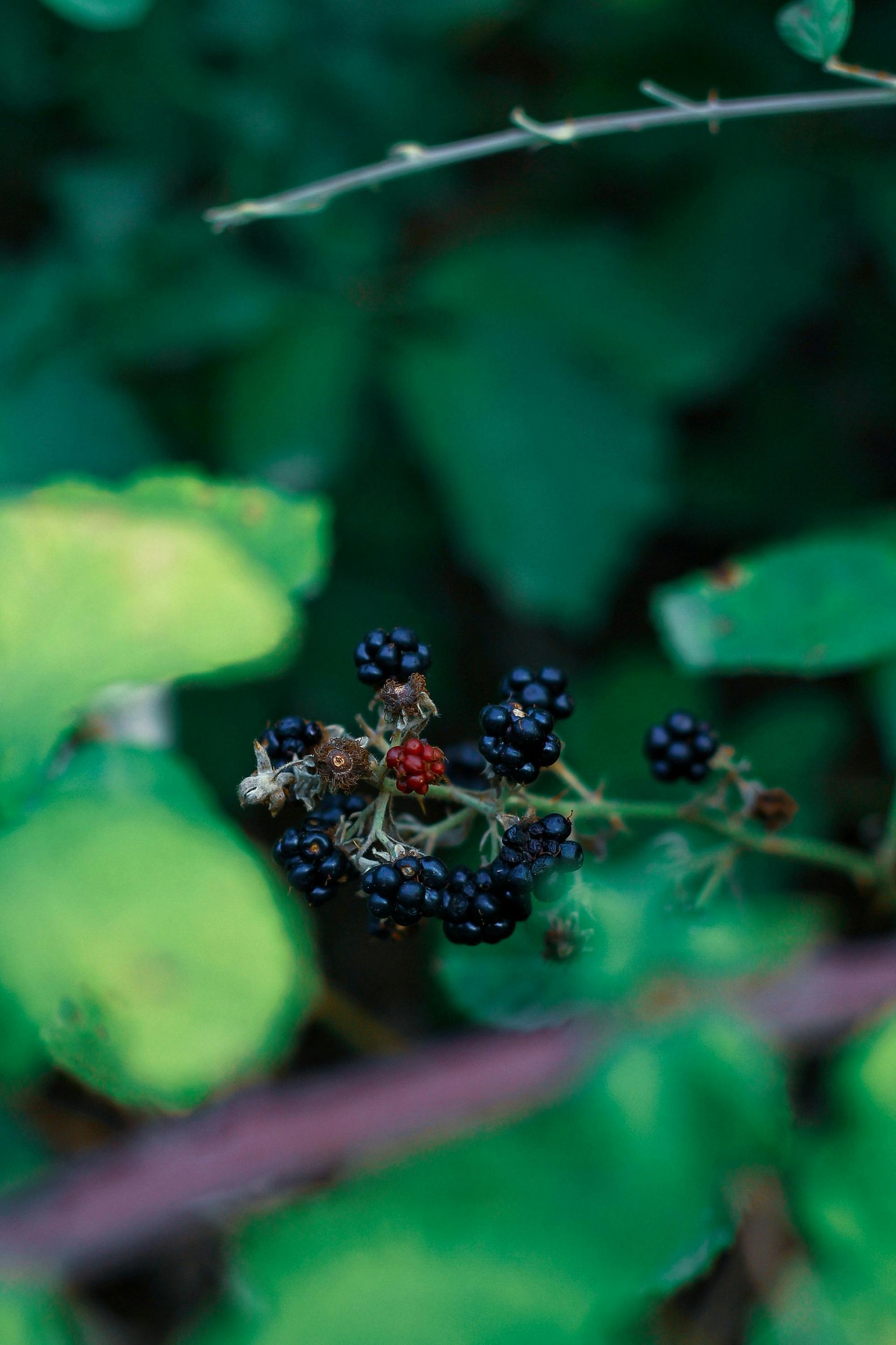 Blackberries on a thorny vine with green leaves in a blurry, natural setting.