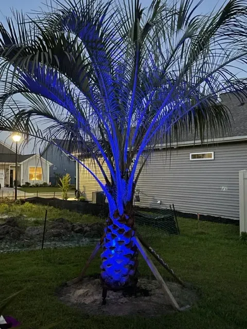 Palm tree lit blue in a yard at night beside a house