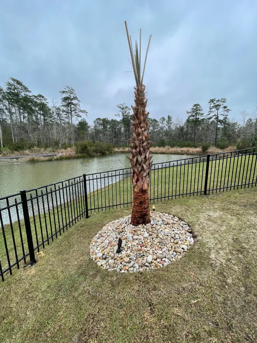Small palm tree with trimmed fronds, planted in a rock bed by a fenced pond under a cloudy sky