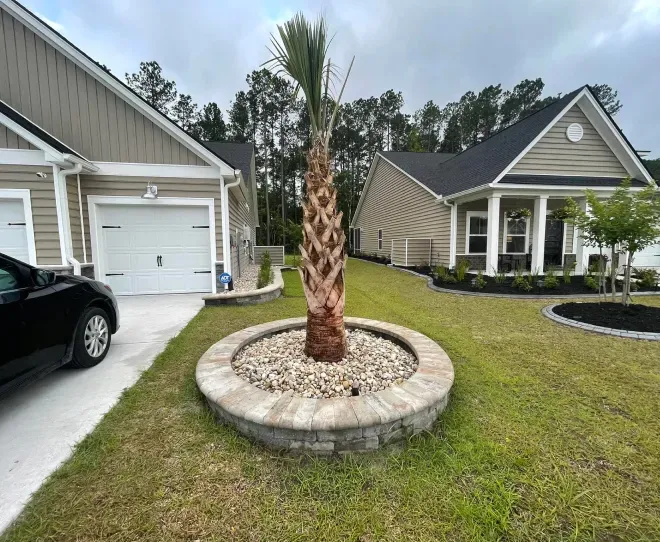 Newly planted palm tree in a stone planter beside suburban houses and a driveway
