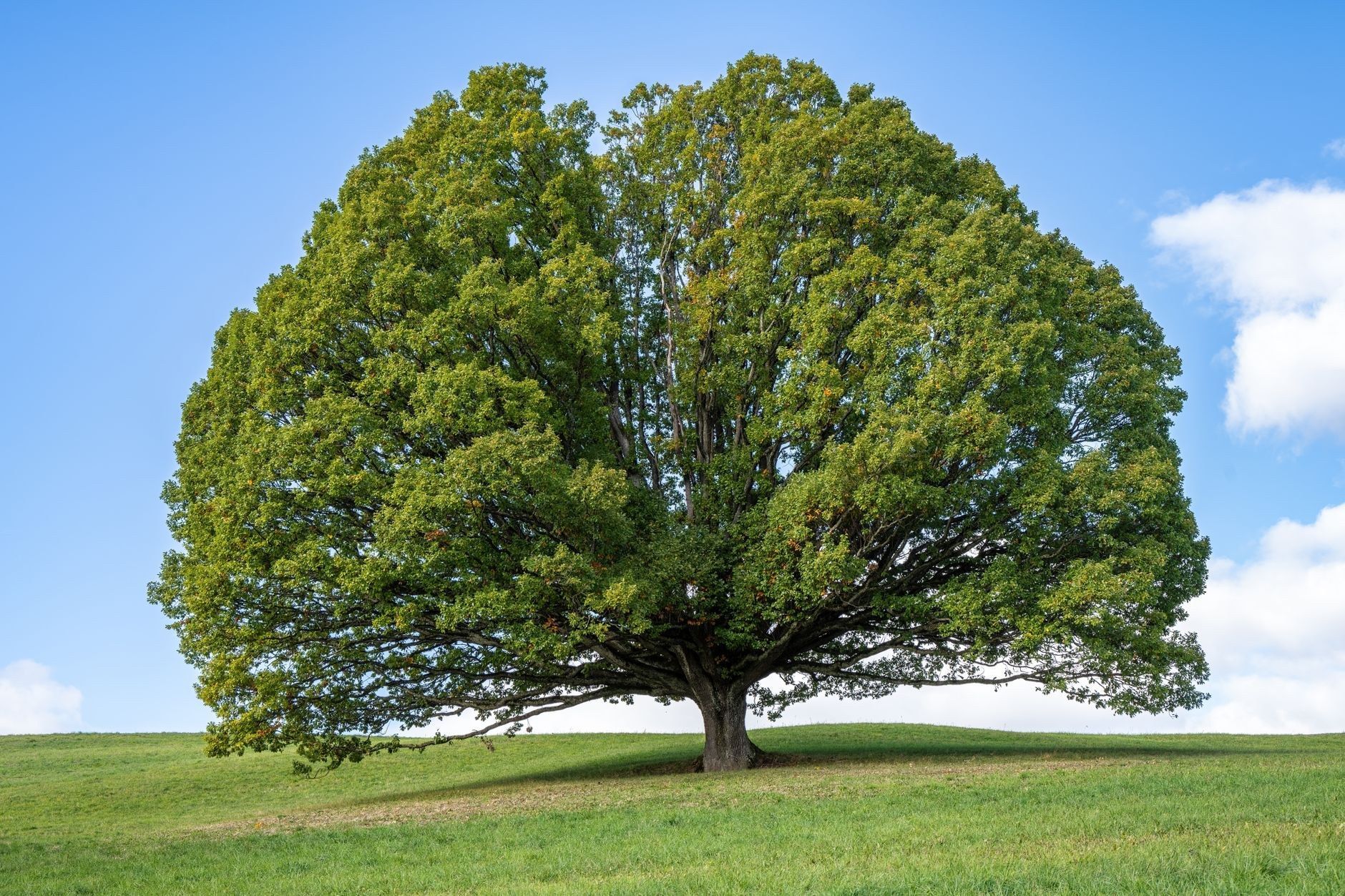 A broad tree standing alone in an open green field