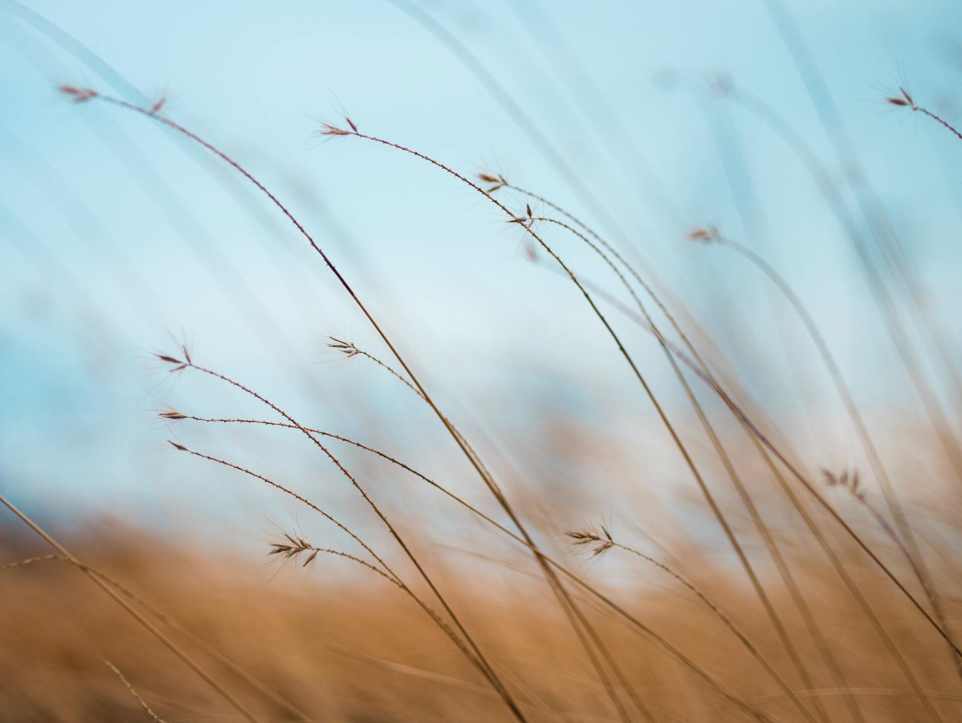 Prairie courbée par le vent