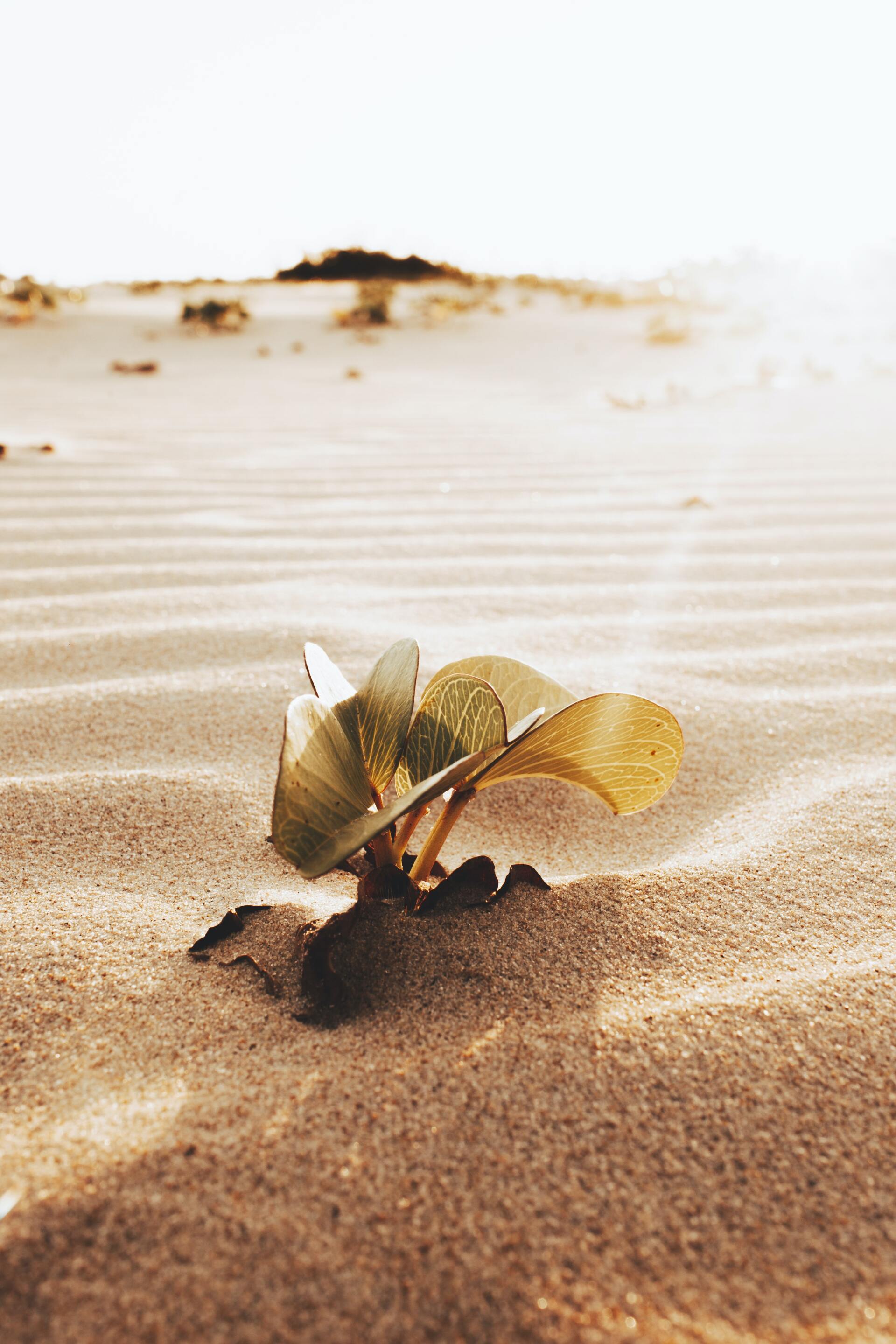 Plante verte sortant des dunes de sable