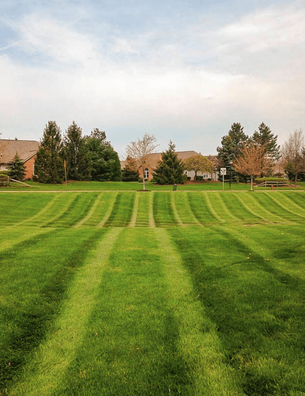 Green lawn with curved mowing patterns, trees, and houses under a cloudy sky.