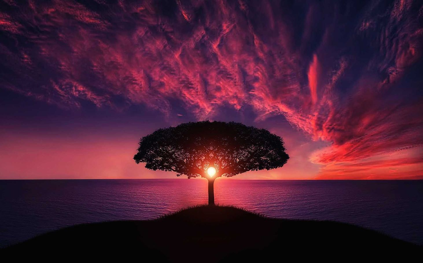 Silhouette of a lone tree at sunset over water, with a vivid pink and purple sky.
