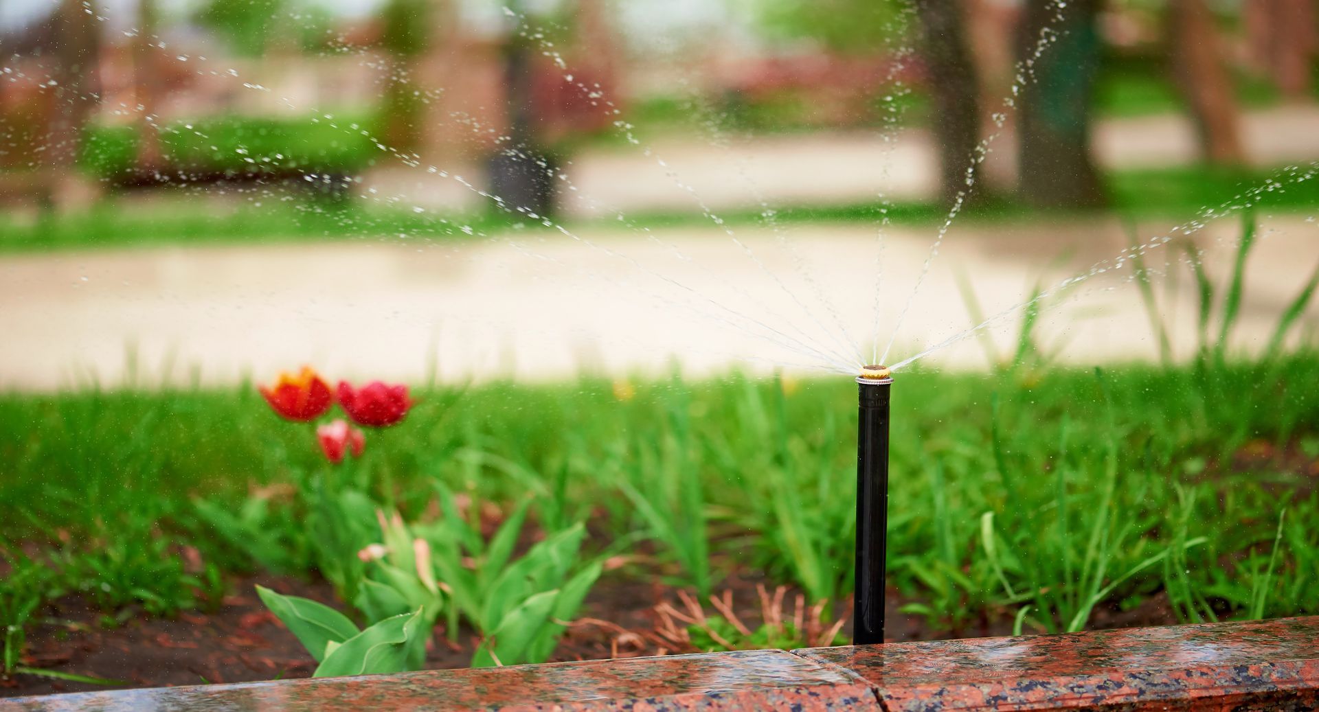 A sprinkler is spraying water on a lush green lawn.