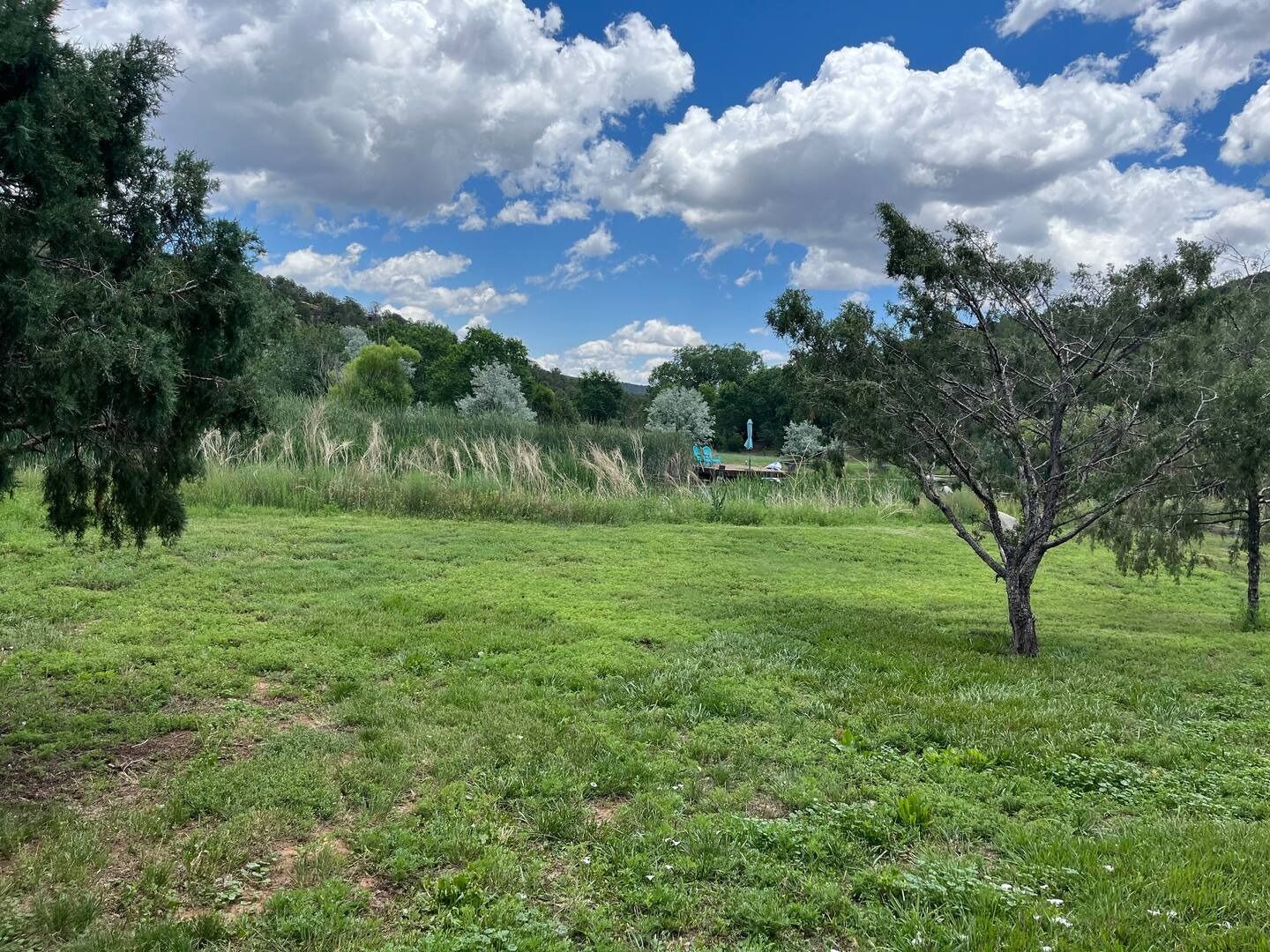 Green field under a blue sky with fluffy white clouds, trees in the foreground, and foliage in the distance.