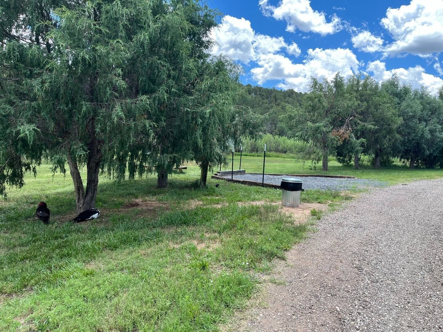 Trees and grassy area at campsite with gravel path. Cloudy sky in the background. Two black and white birds near trees.