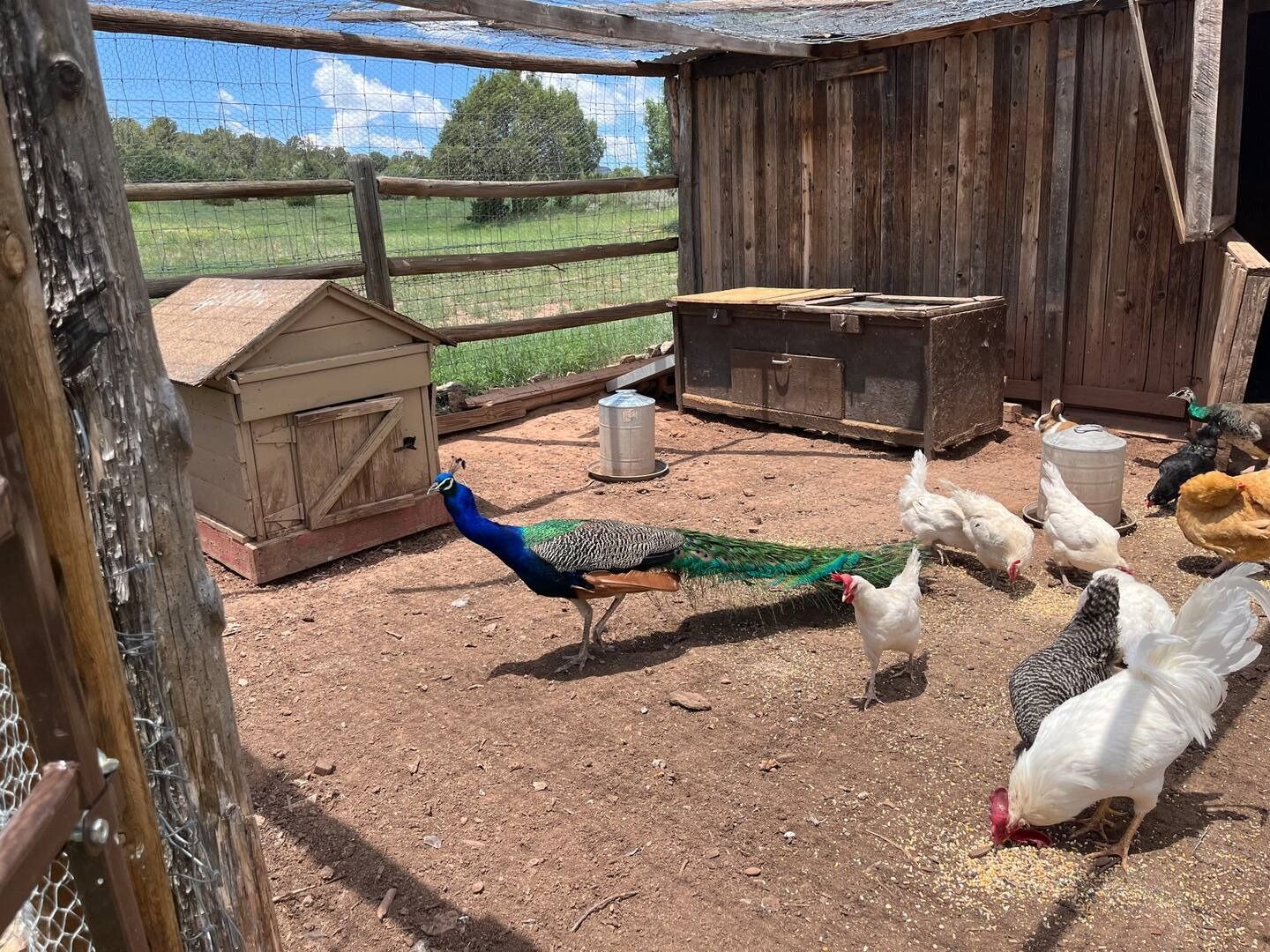 Peacock walks among chickens in a pen with a wooden coop, brown fence, and blue sky.