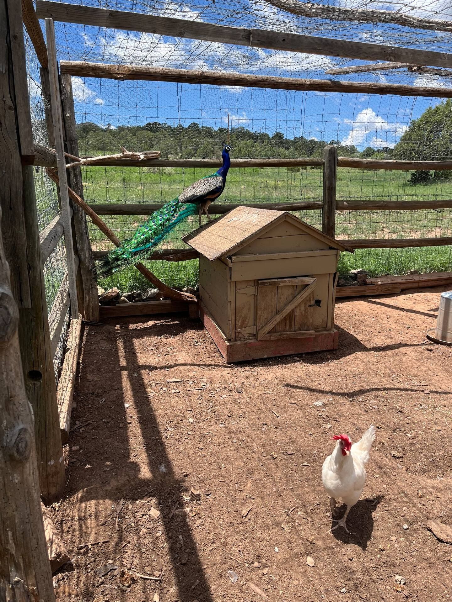 Peacock perched in a pen with a chicken. Both are outdoors on dirt. Wooden pen with a small wooden shelter.