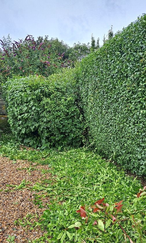 Hedge in the process of being trimmed