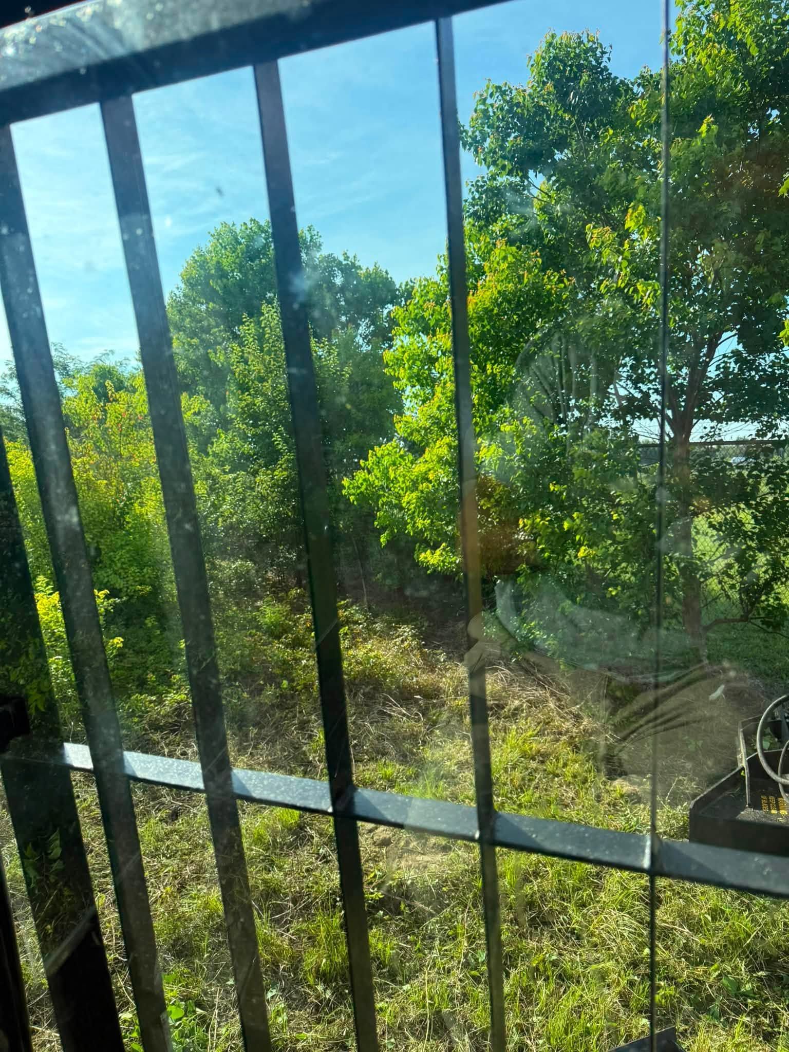 View through a screened window of green trees and bright blue sky outside