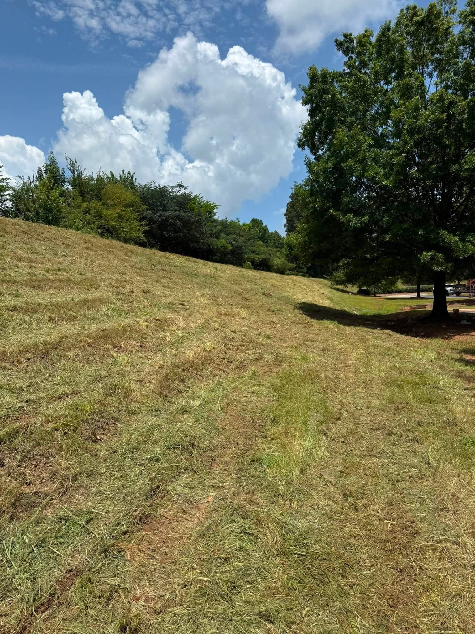 Grassy hillside under a blue sky with clouds, bordered by trees and a large tree on the right