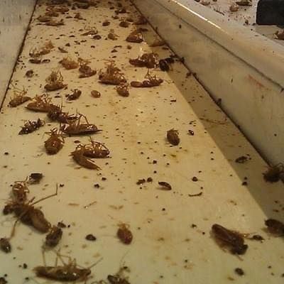 Dead cockroaches scattered across a beige tray or floor near a wall