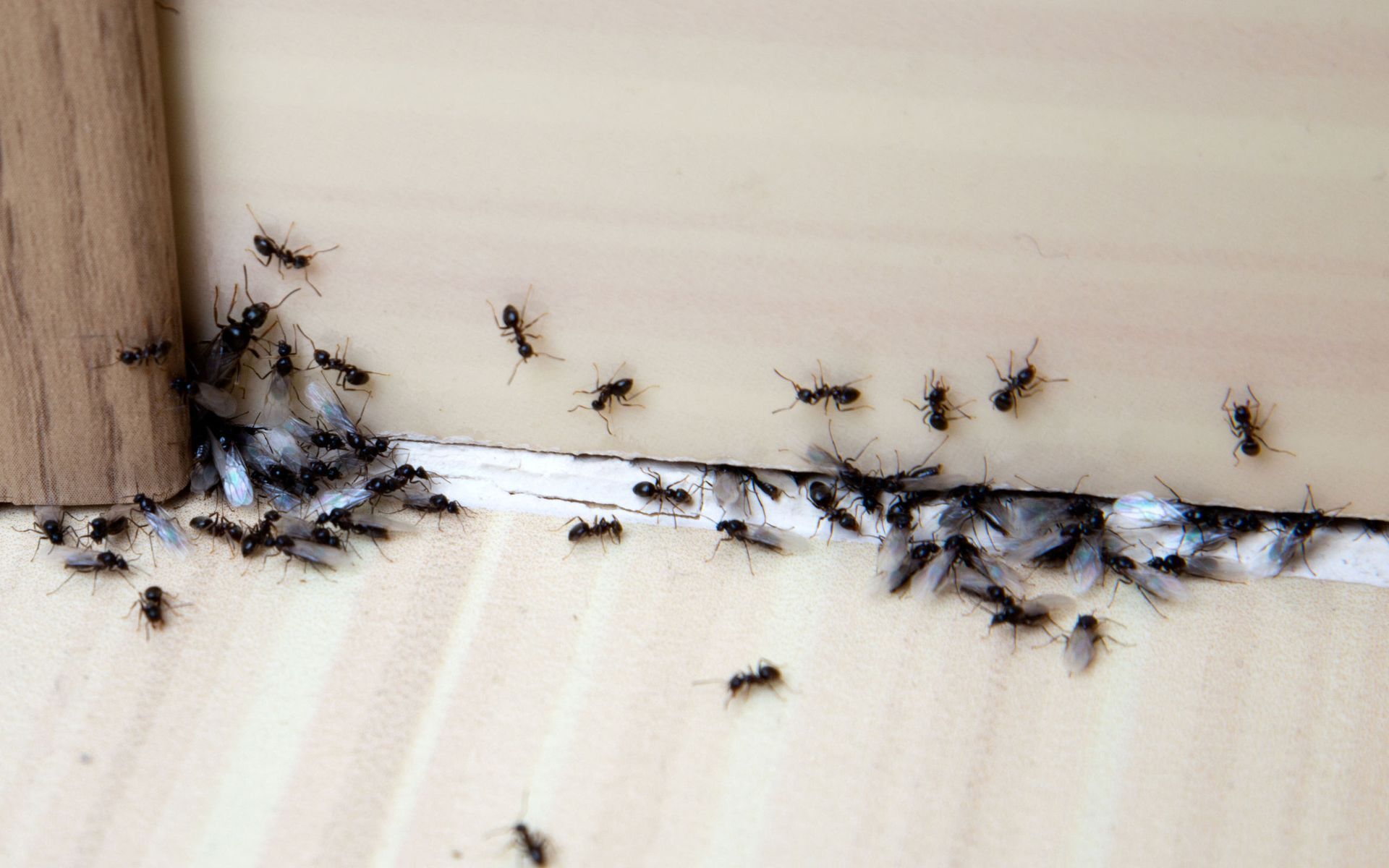 Cluster of black ants crawling along a corner seam of a light-colored wall