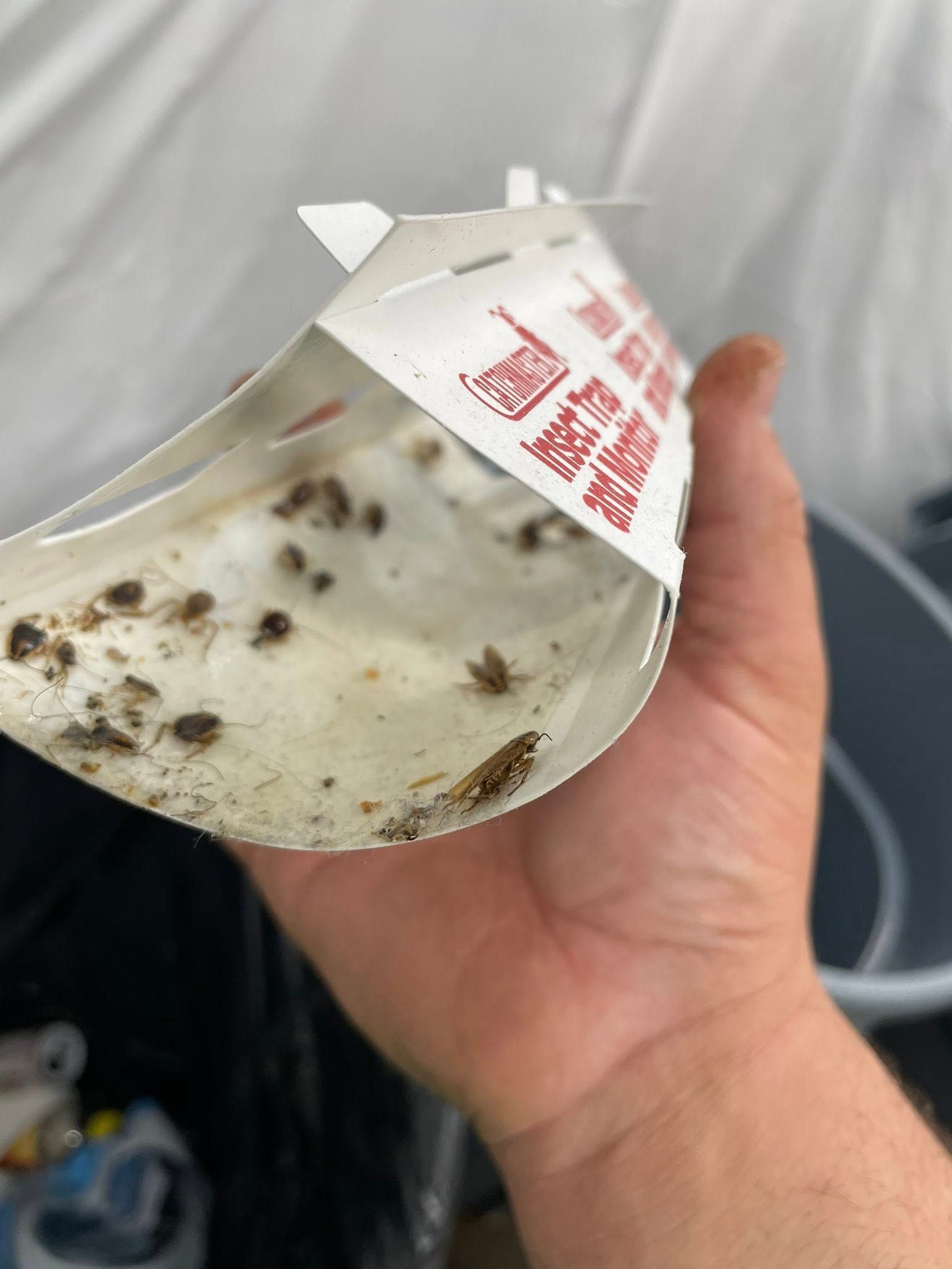 Hand holding a clear plastic cup with white creamy residue and small dark insects inside