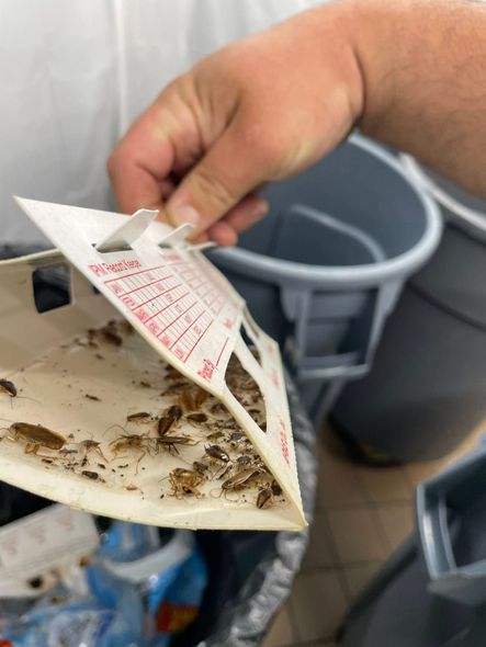 Hand holding a sticky insect trap with debris beside a trash can and gray buckets