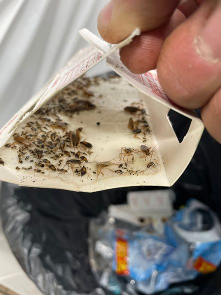 Hand holding a sticky insect trap covered with small bugs, over a trash can