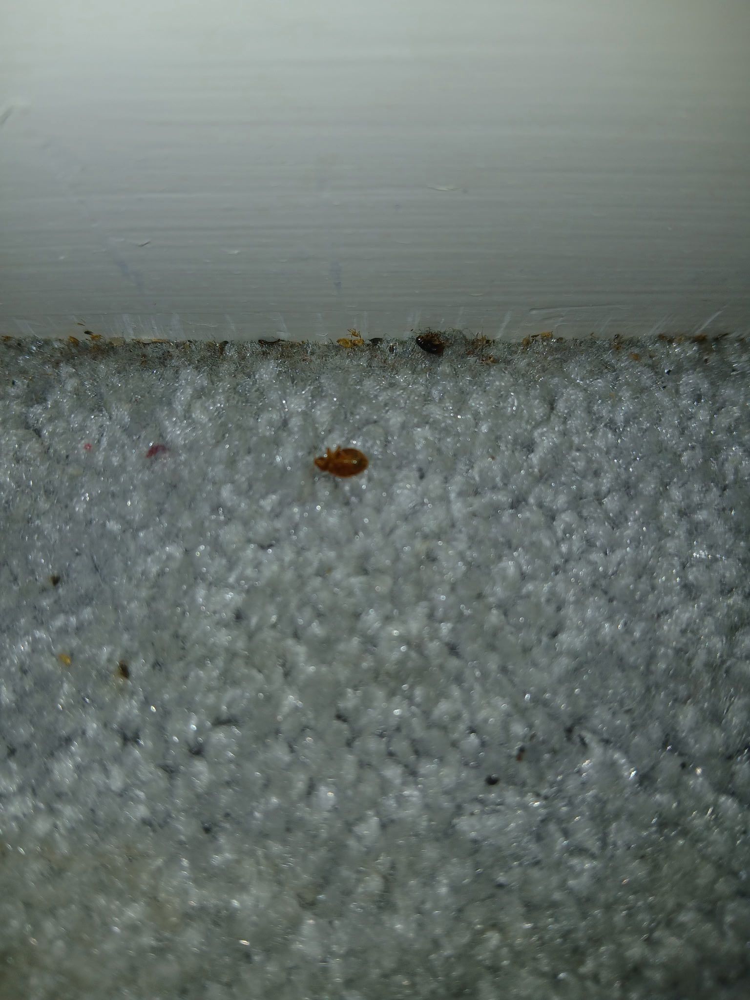 Small brown insect on light gray carpet near a white baseboard.